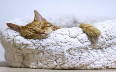 Bleeding your Radiators